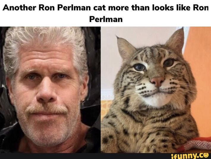 Another Ron Perlman cat more than looks like Ron Perlman - iFunny