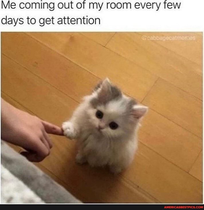 Me coming out of my room every few days to get attention