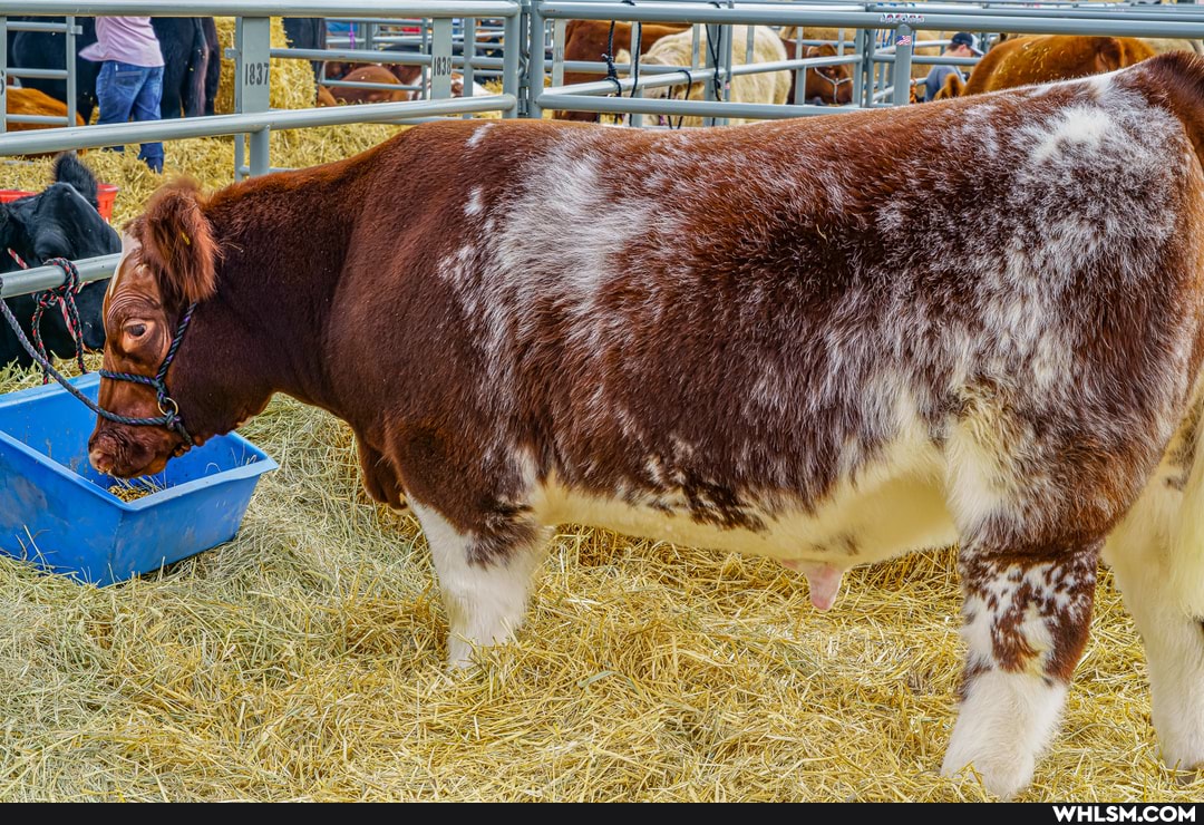 animal, texas, cow, photography