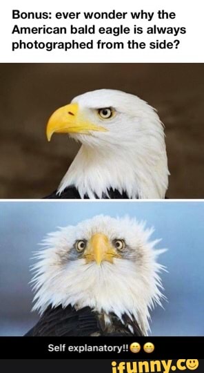 Bonus Ever Wonder Why The American Bald Eagle Is Always Photographed From The Side Self