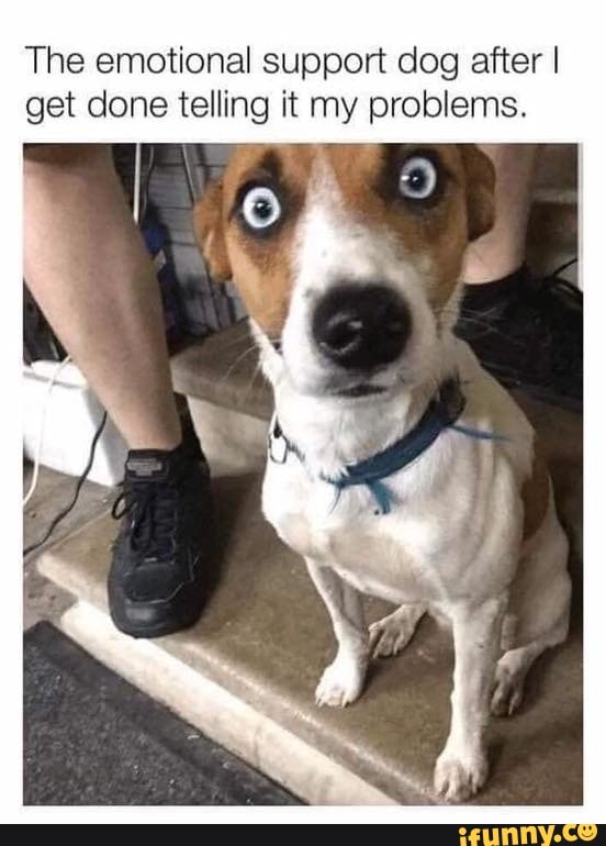 The emotional support dog after I get done telling it my problems.