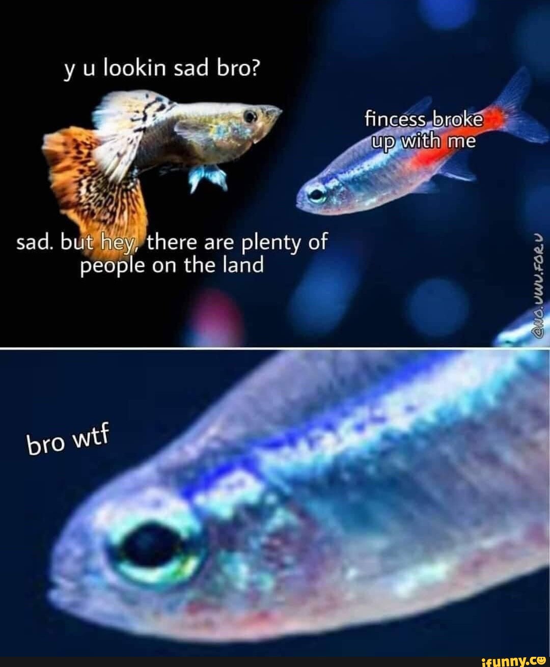 Sadfish memes. Best Collection of funny Sadfish pictures on iFunny