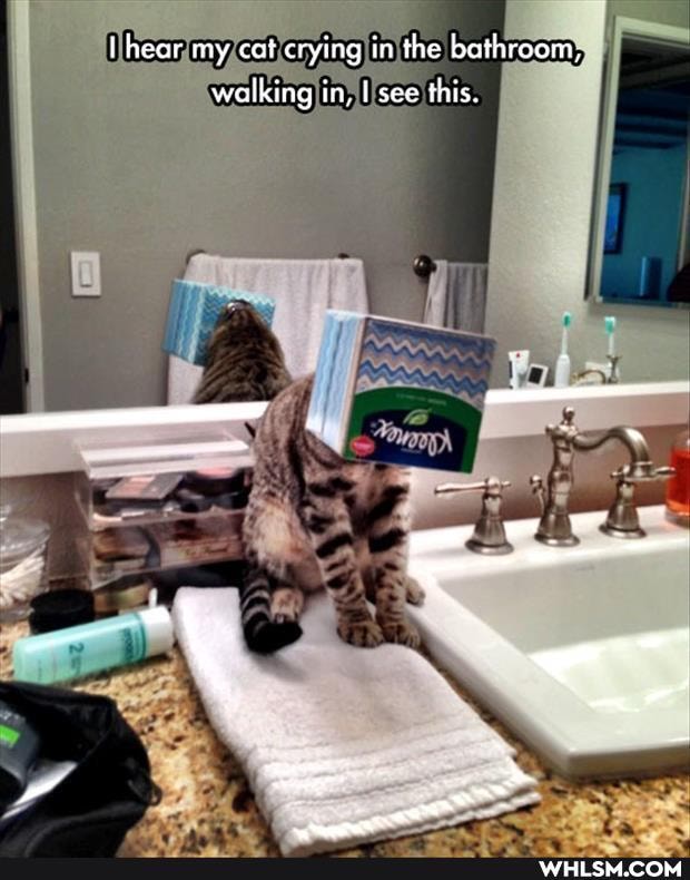 II
heor my cat erying in the bathroom,
walking in, I see this.
me.