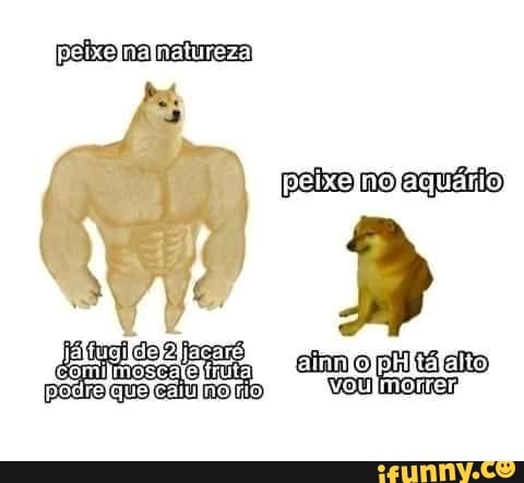 peio no aquiiio