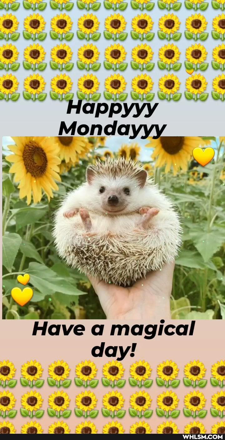 Have a magical
day!