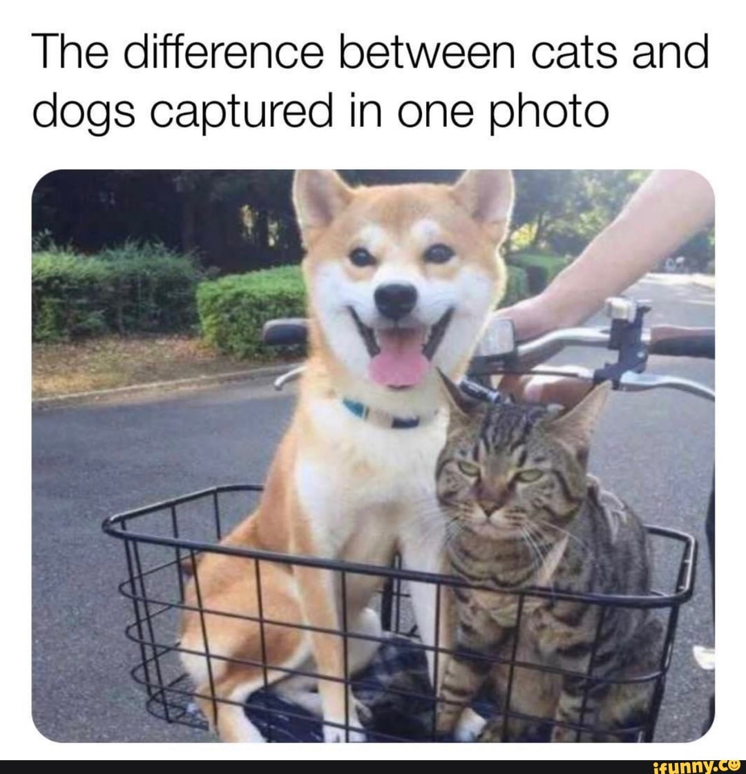 The difference between cats and