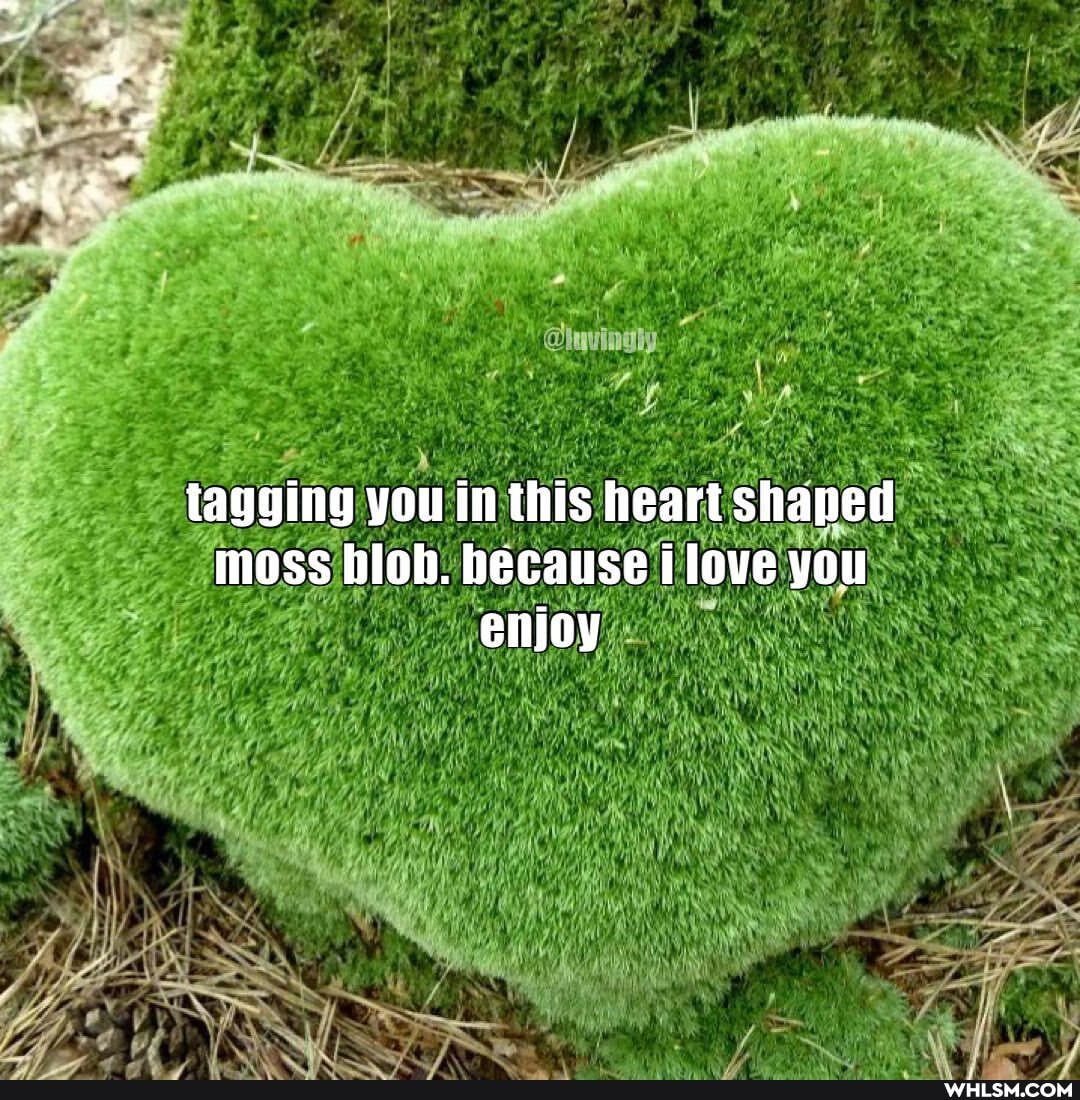 tagging you in this heart shaped moss blob. because ilove you enjoy
(HE