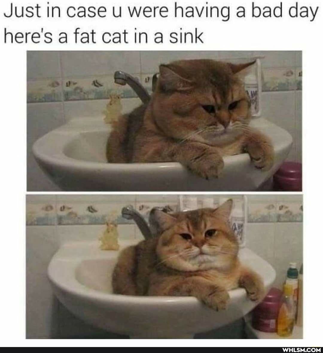 Just in case u were having a bad day here's a fat cat in a sink