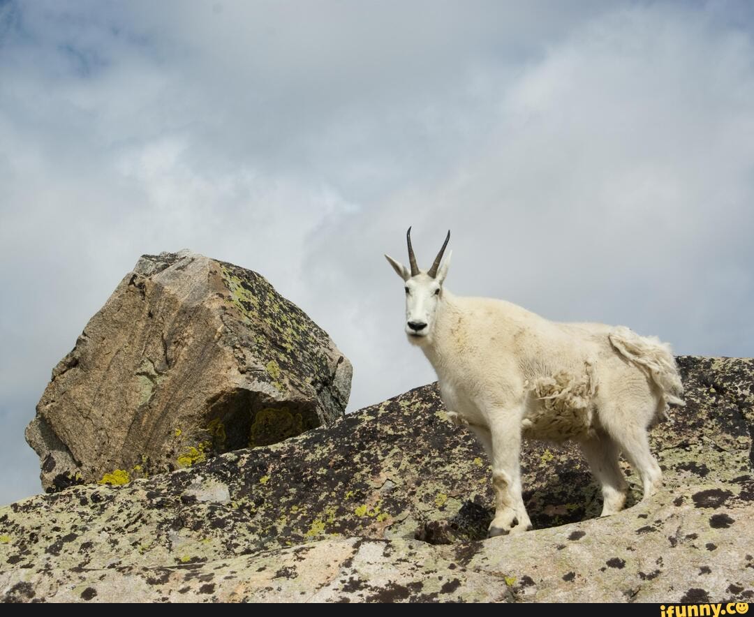 young, goat, lakes, beartooth, mts