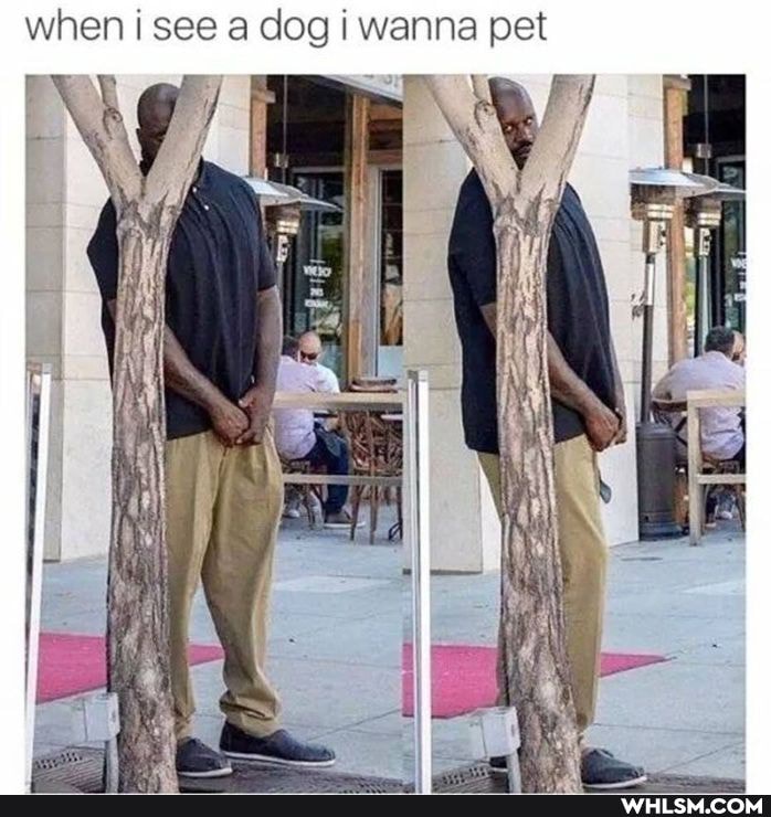 when i see a dog wanna pet