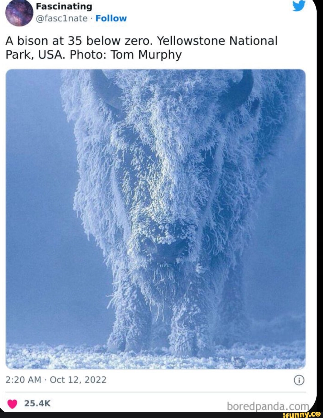 Fascinating @fasclnate Follow A bison at 35 below zero. Yellowstone ...