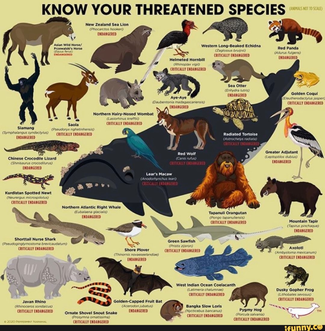 KNOW YOUR THREATENED SPECIES New Zealand Sea Lion ENDANGERED Western ...