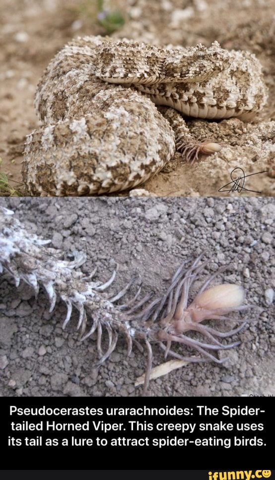 Pseudocerastes urarachnoides: The Spider- tailed Horned Viper. This creepy  snake uses its tail as a lure