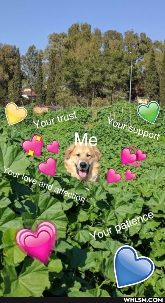 love, love_wins, wholesome, wholesomememes, wholesome_memes