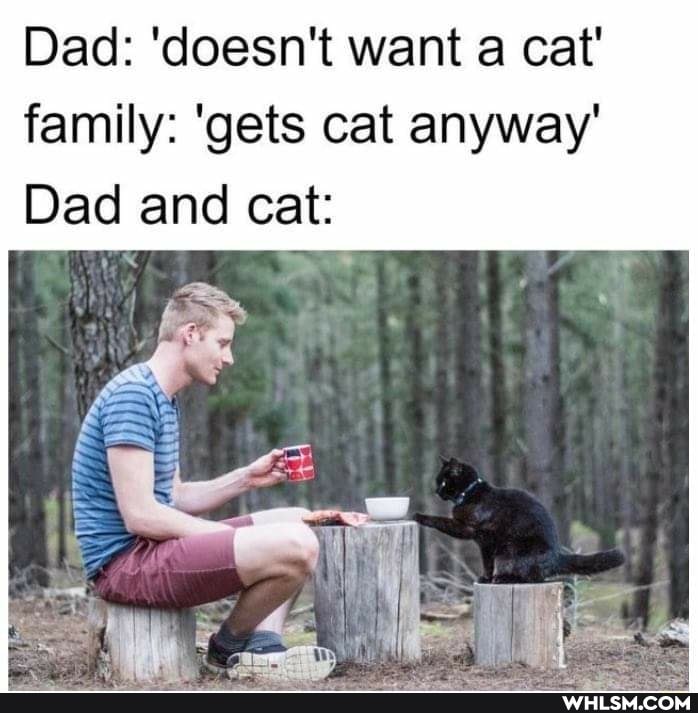 Dad: 'doesn't want a cat' family: 'gets cat anyway'
Dad and cat: