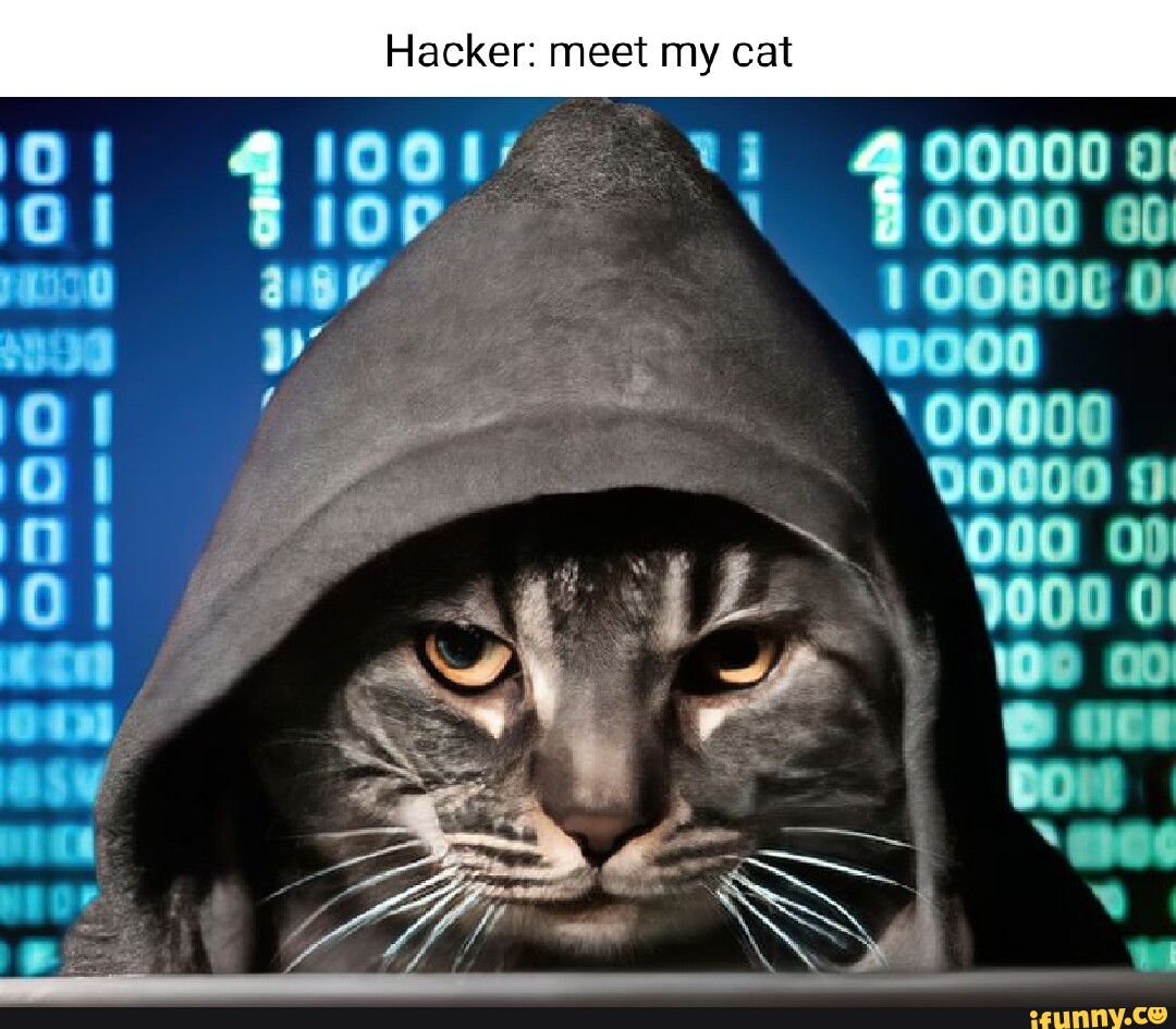 Котенок за компьютером. Котик хакер. Hacker cat. Хацкер кот. Хакер кэт.