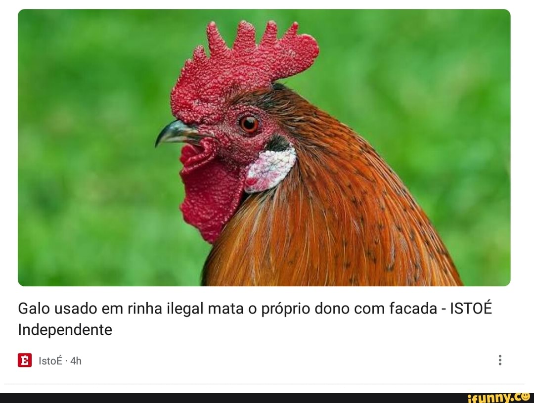 Galo usado em rinha ilegal mata o próprio dono com facada - ISTOÉ Independente
istoé
