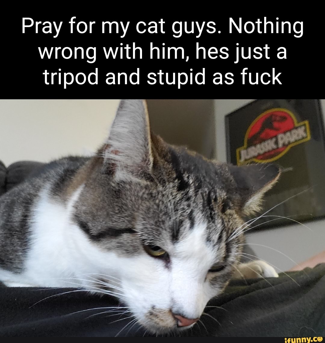 Tripod memes. Best Collection of funny Tripod pictures on iFunny