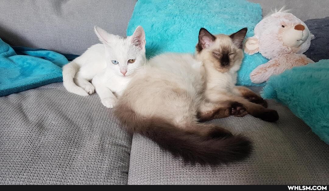 kitten, cat, baby_animals, chickennuggiesforeveryone, cuteness_overload