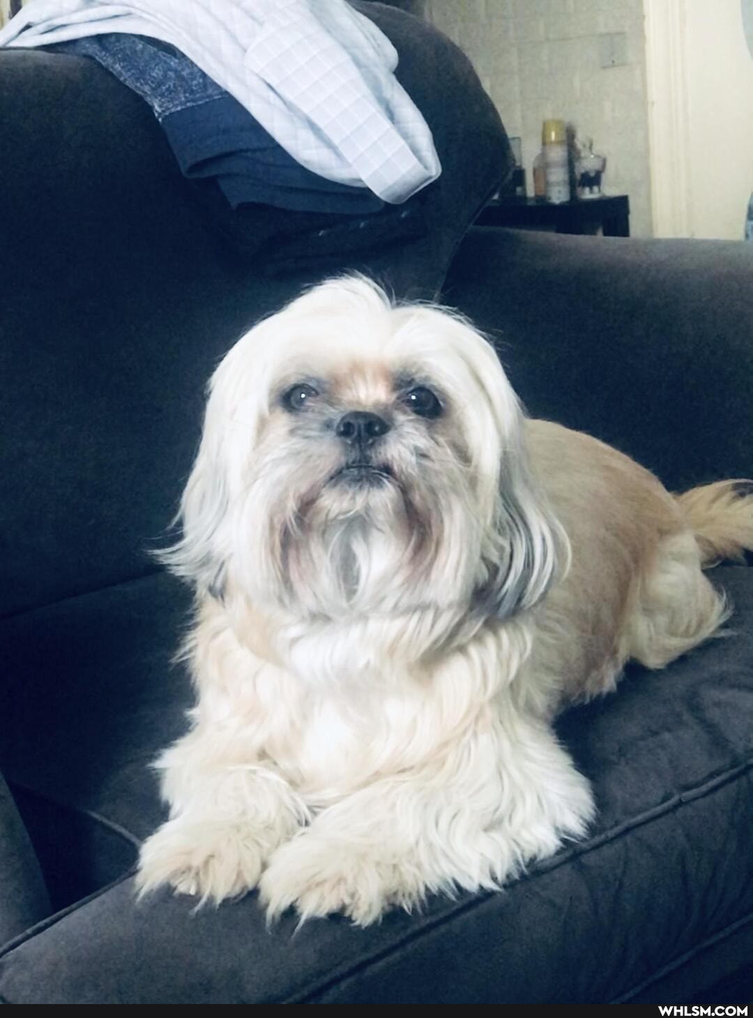 dog, aww, sweet, love