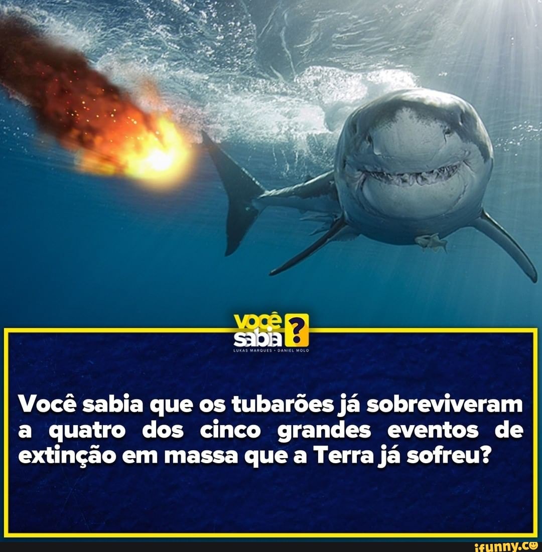 sadia
Você sabia que os tubarões já sobreviveram a quatro dos cinco grandes eventos de extinção em massa que a Terra já sofreu?