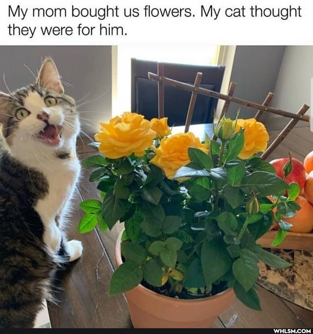 My mom bought us flowers. My cat thought they were for him.