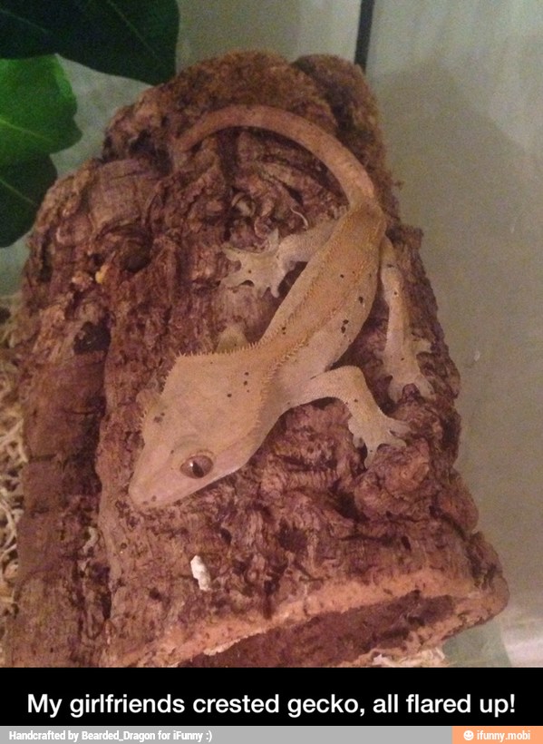My girlfriends crested gecko, all flared up!
