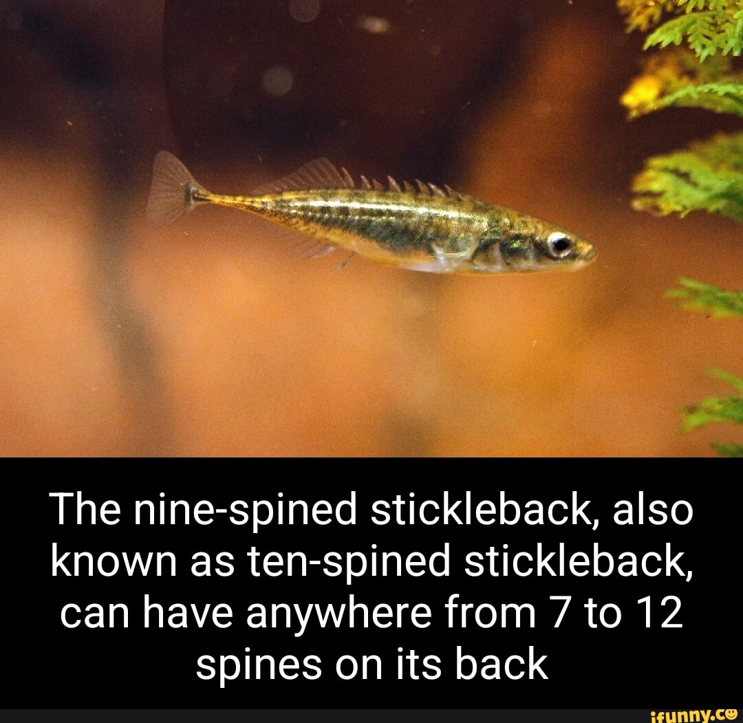 Stickleback memes. Best Collection of funny Stickleback pictures on iFunny
