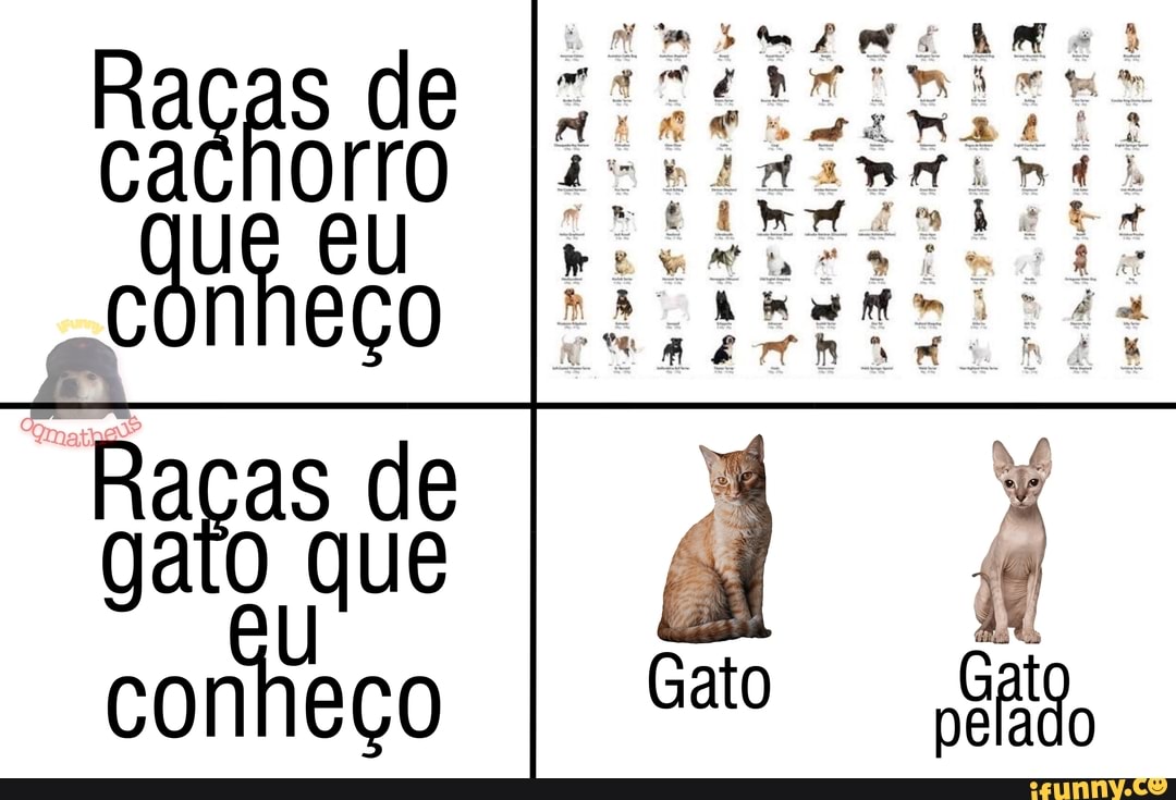 f : es de
ORO na:
"Que EU
cônheço Itijizamr
de ue gato leço Gato