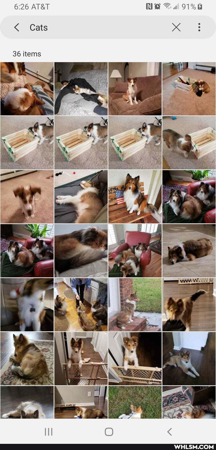 Cats
36 items