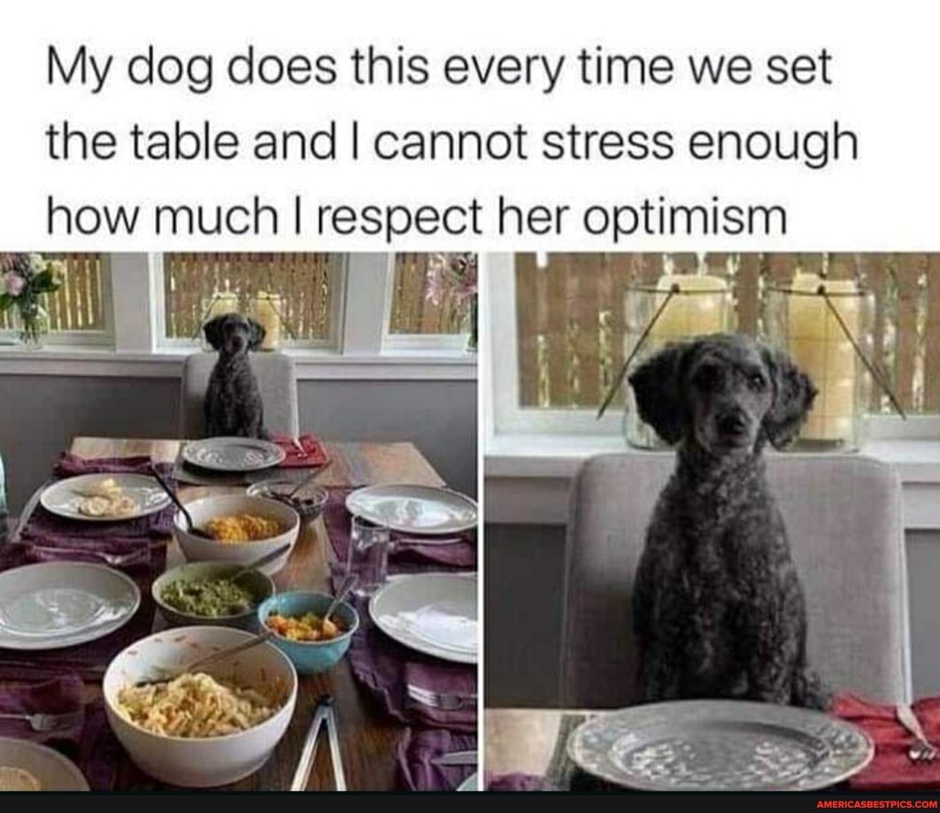 My dog does this every time we set
the table and I cannot stress enough how much I respect her optimism
I c VA