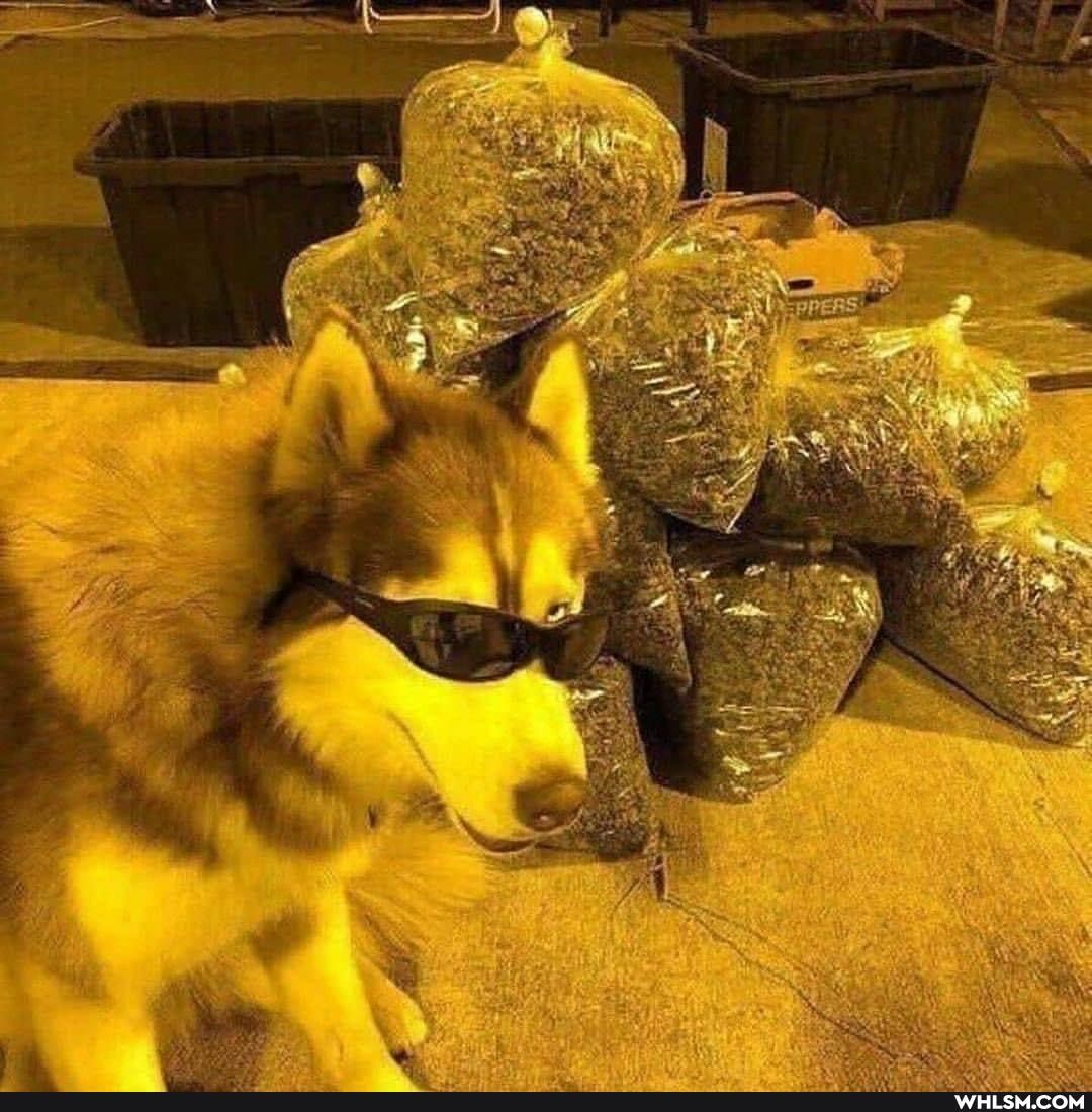 funny, dog