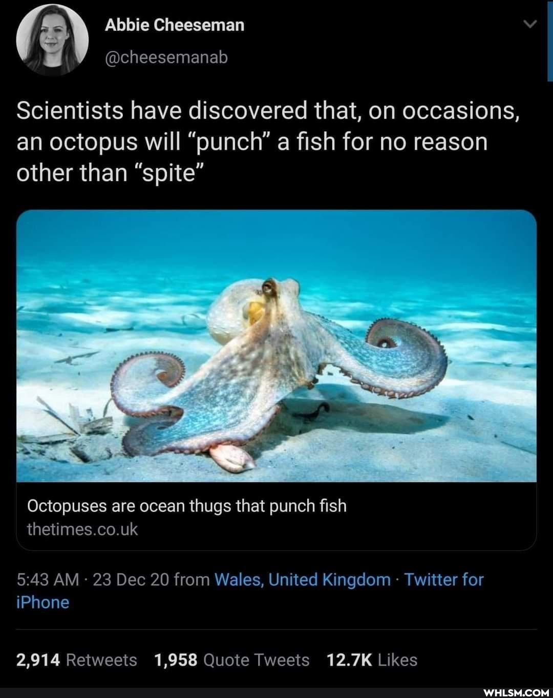 Abbie Cheeseman
@cheesemanab
Scientists have discovered that, on occasions,
an octopus will "punch" a fish for no reason other than "spite"
Octopuses are ocean thugs that punch fish
thetimes.co.uk
AM 23 Dec 20 from Wales, United Kingdom Twitter for iPhone
2,914 Retweeis 1,958 Quote Tweeis 12.7K Likes