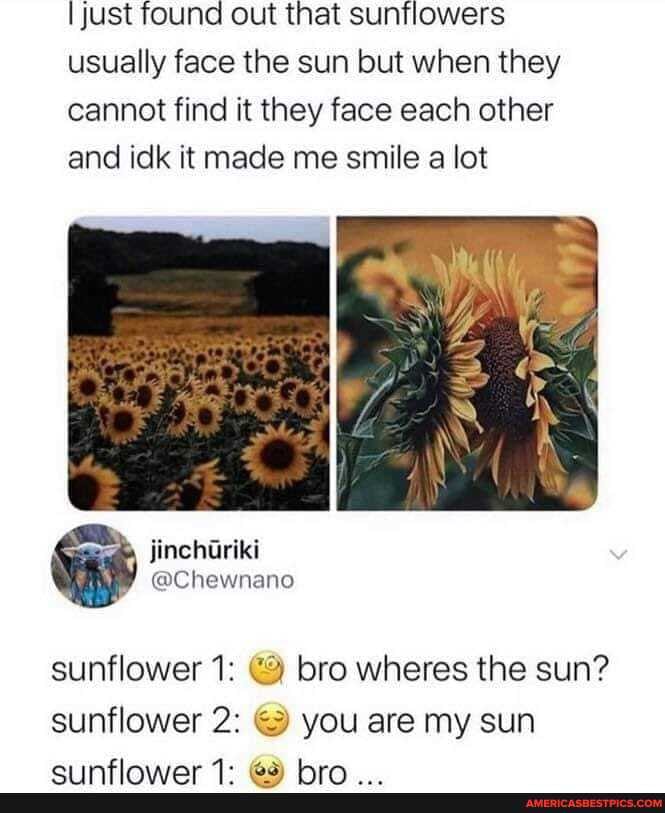 just found out that sunflowers usually face the sun but when they cannot find it they face each other and idk it made me smile a lot
sunflower 1: bro wheres the sun? sunflower 2: you are my sun