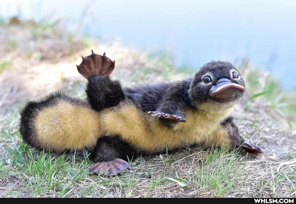 cuteness_overload, the_more_you_know, baby_animals