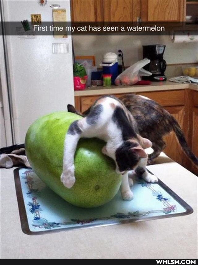 First time my cat has seen a watermelon