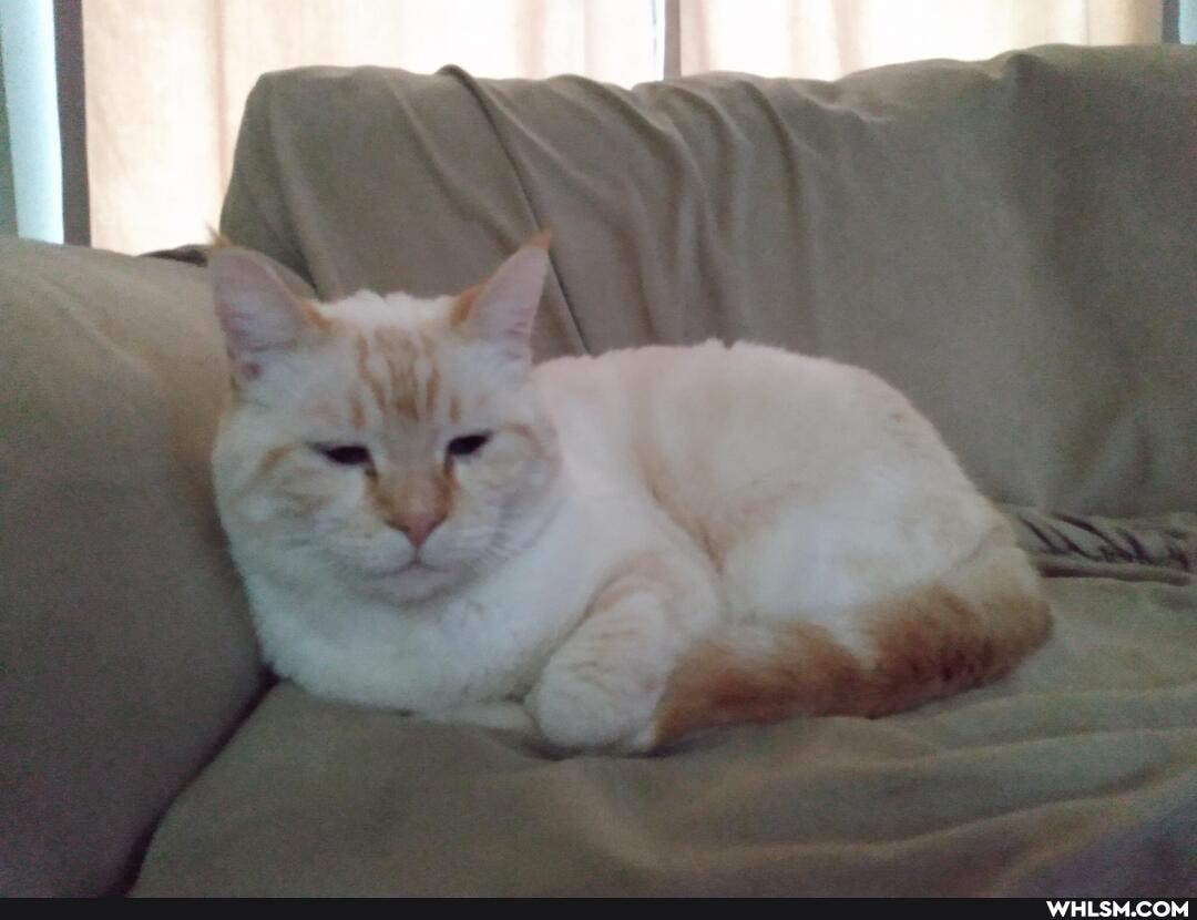 cat, cats, kitty