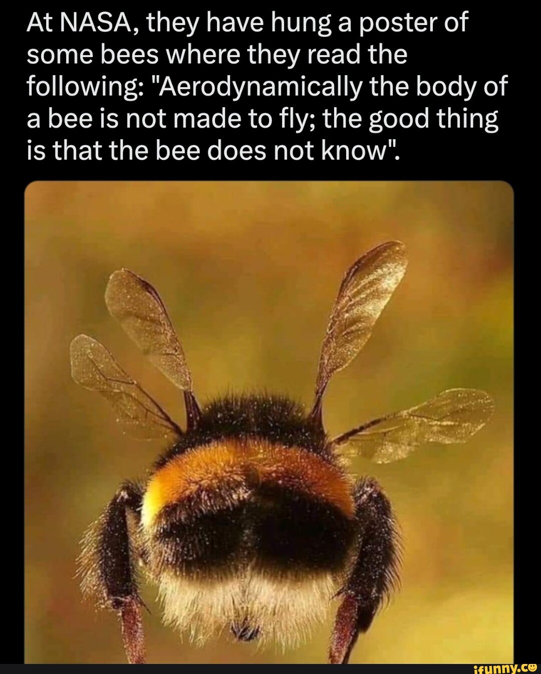 At NASA, they have hung a poster of some bees where they read the