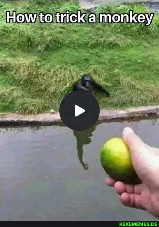 How to trick a monkey Memes