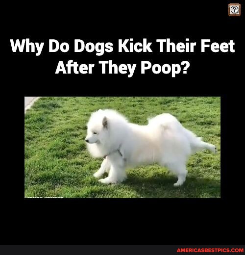 Why Do Dogs Kick Their Feet After They Poop? America’s best pics and