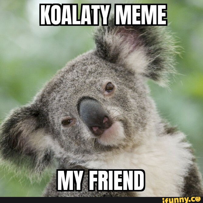 KOALATY MEME MY FRIEND - iFunny