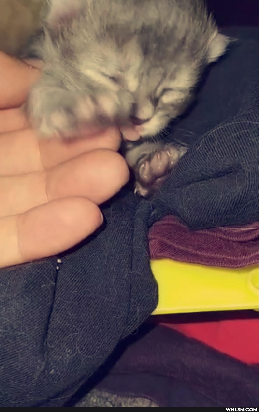 cat, kitten, newborn, baby_animals