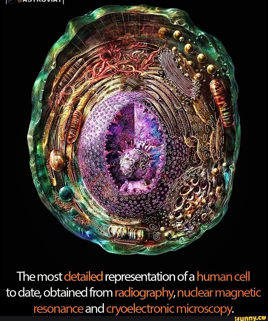 The most detailed representation of a human cell to date, obtained from