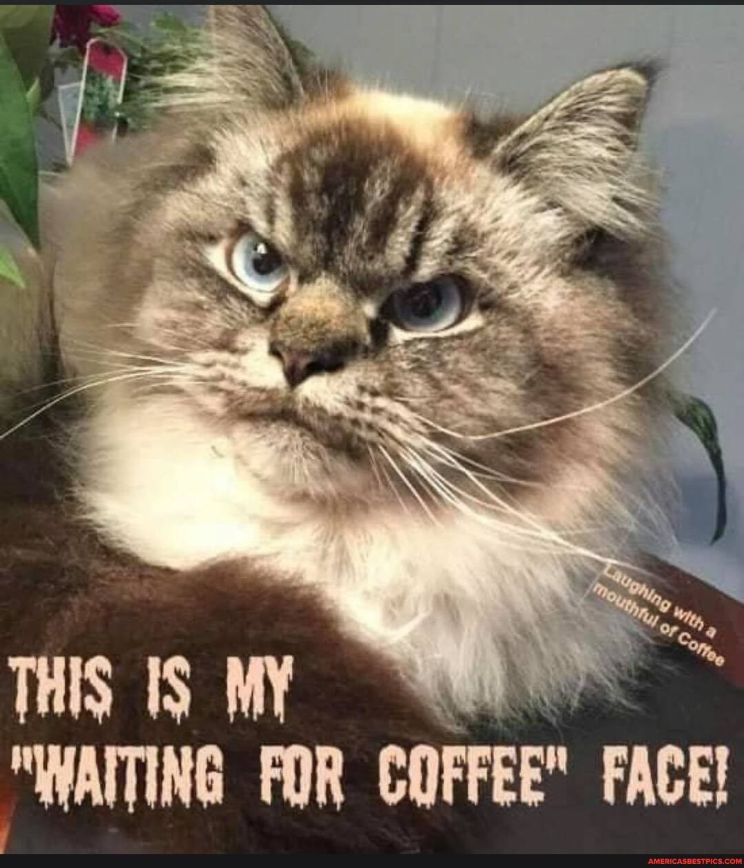 THIS MY
"WAITING FOR COFFEE" FACE!