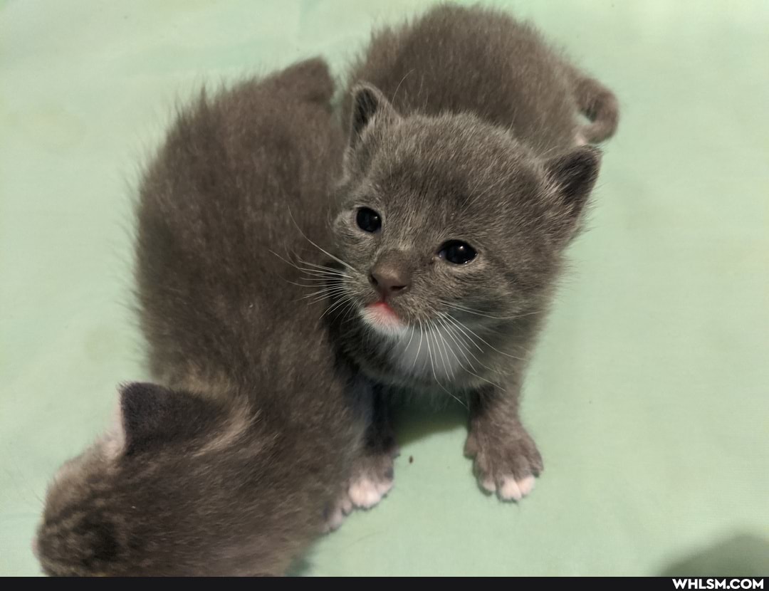 aww, kittens, baby_animals