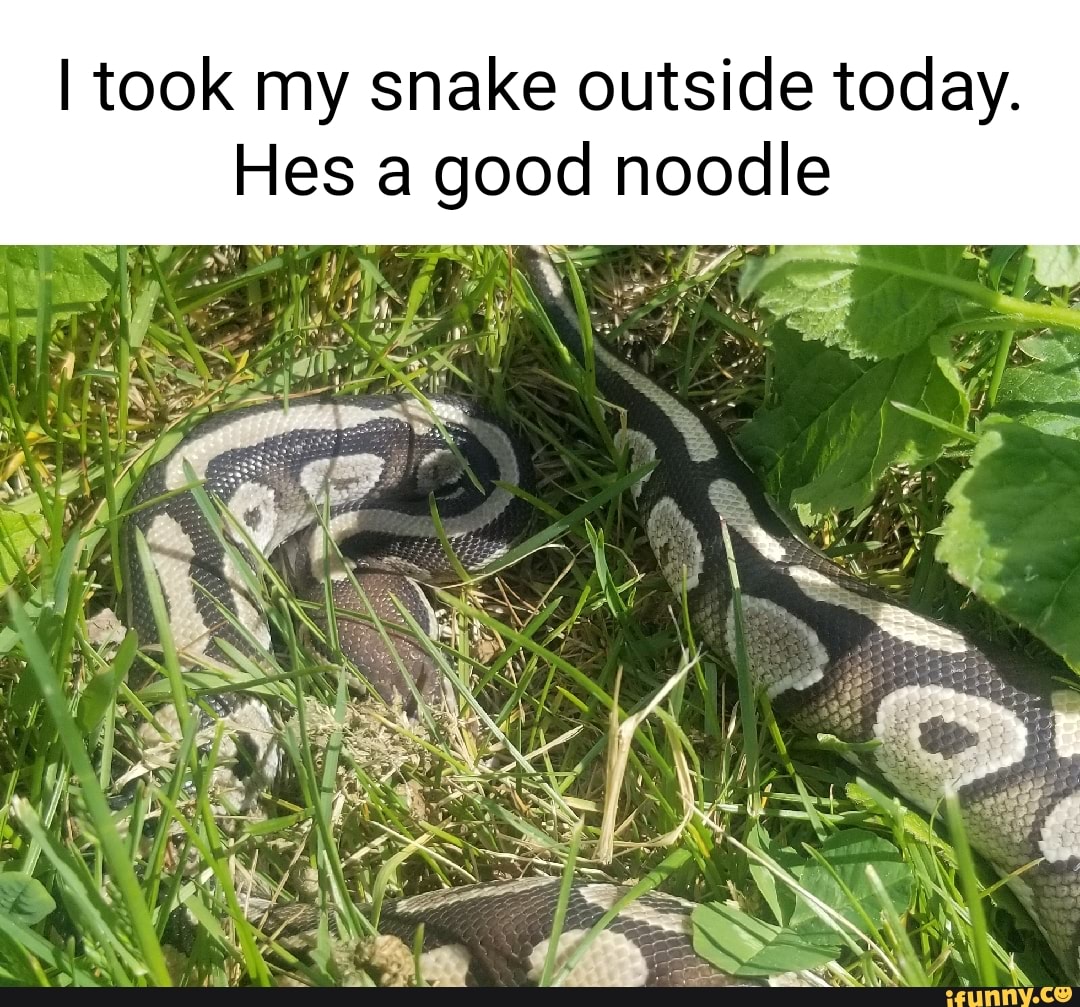 I took my snake outside today.
Hes a good noodle