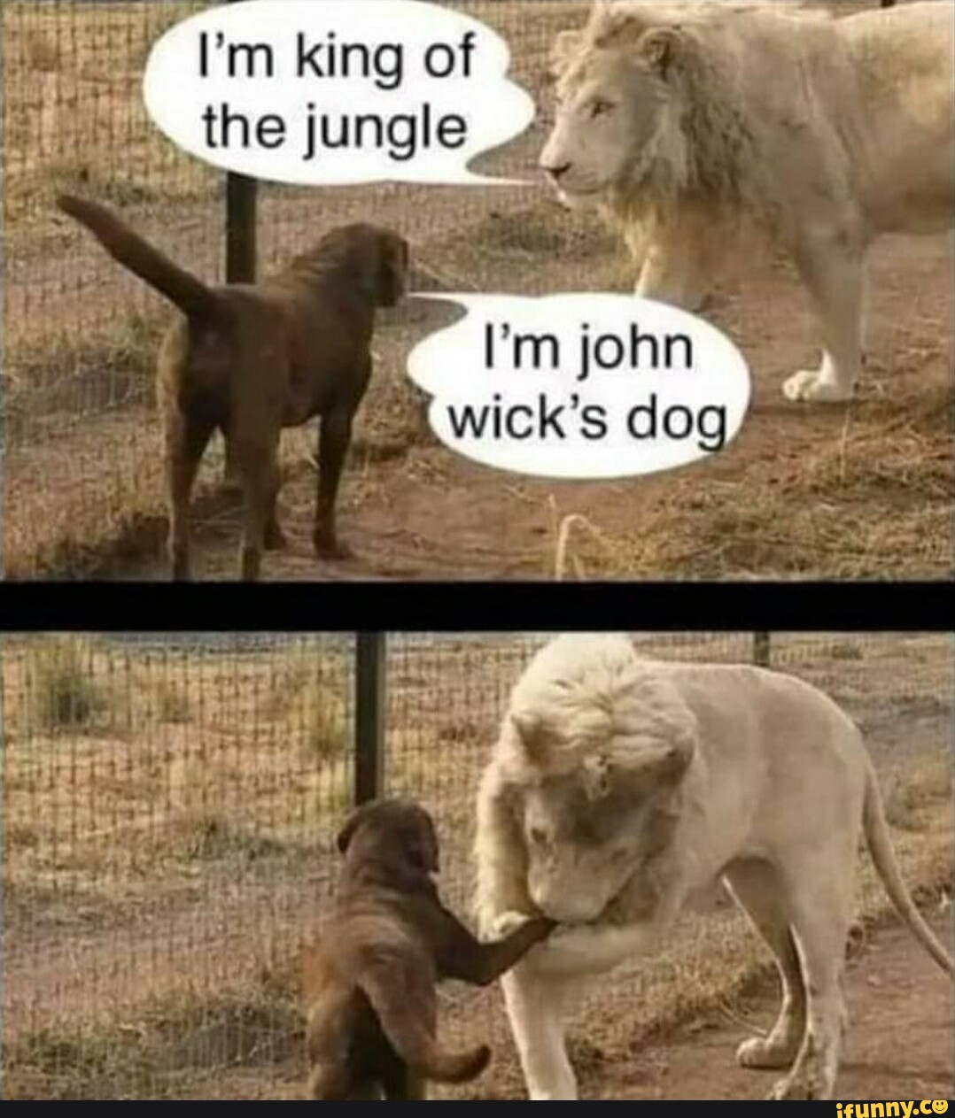 does john wicks dog die in john wick 2