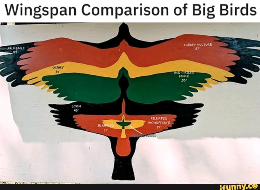 Wingspan memes. Best Collection of funny Wingspan pictures on iFunny