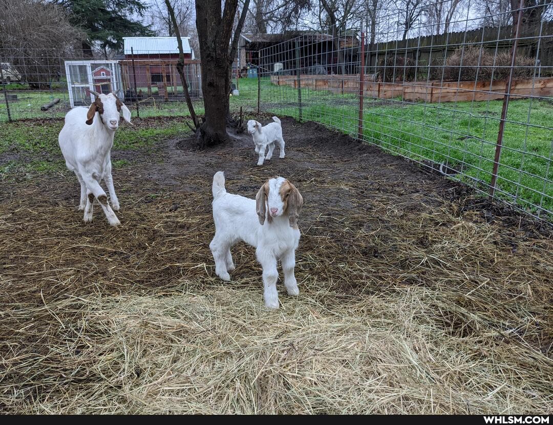 baby_animals, cuteness_overload