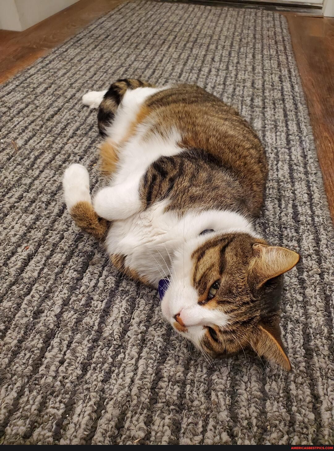 gf, cat, big, booty, judy